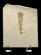Rare, Enigmatic Chancelloria Pentacta - Utah #14832-3
